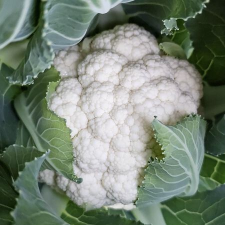 Snowball Y Improved, Cauliflower Seeds - Packet image number null